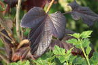 Schwarze Johannisbeere 'Black'n'Red' ® - Ribes nigrum 'Black'n'Red' ®
