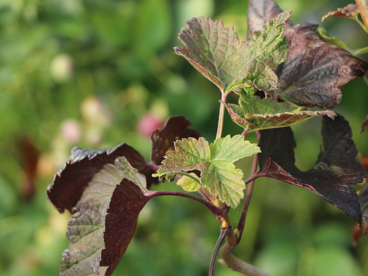 Schwarze Johannisbeere 'Black'n'Red' ® - Ribes nigrum 'Black'n'Red' ®