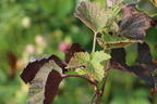 Schwarze Johannisbeere 'Black'n'Red' ® - Ribes nigrum 'Black'n'Red' ®