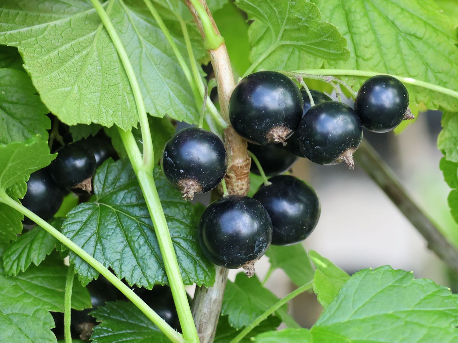 Schwarze Johannisbeere 'Daniels September'