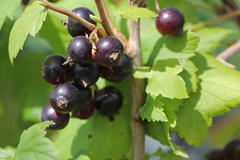 Schwarze Johannisbeere 'Hedda'