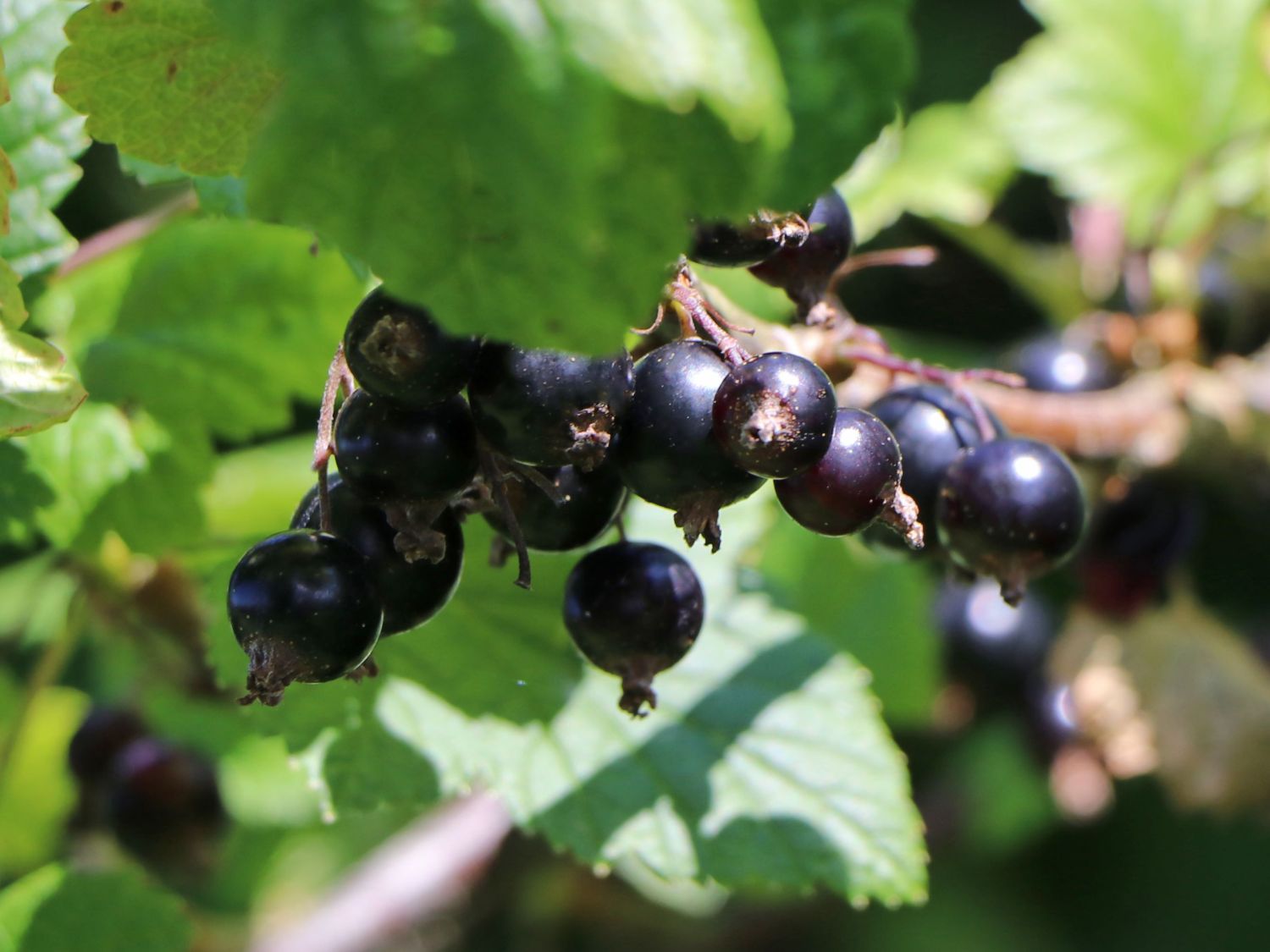 Schwarze Johannisbeere Lowberry ® 'Little Black Sugar' ®