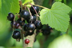 Schwarze Johannisbeere