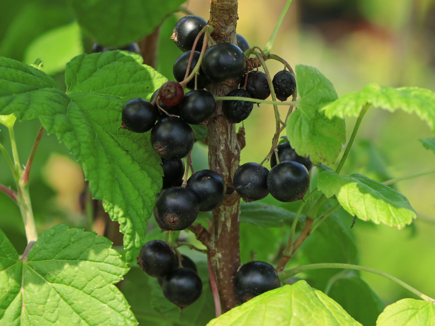 Schwarze Johannisbeere 'Narve Viking' - Ribes nigrum 'Narve Viking'
