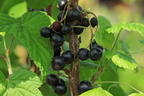 Schwarze Johannisbeere 'Narve Viking' - Ribes nigrum 'Narve Viking'