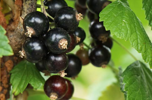Schwarze Johannisbeere 'Öjebyn' - Ribes nigrum 'Öjebyn'