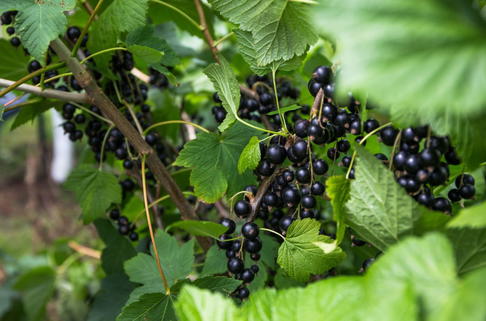 Schwarze Johannisbeere 'Rosenthals Langtraubige' - Ribes nigrum 'Rosenthals Langtraubige'