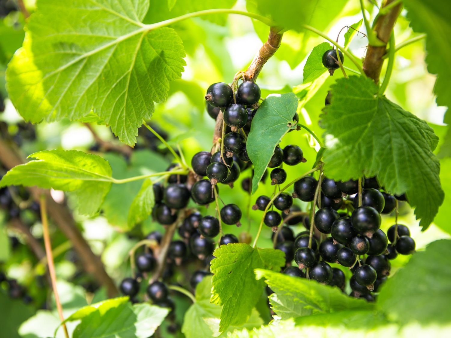 Schwarze Johannisbeere 'Silvergieters Schwarze' Ribes nigrum