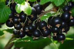 Schwarze Johannisbeere 'Titania'