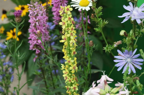 Schwarze Königskerze - Verbascum nigrum