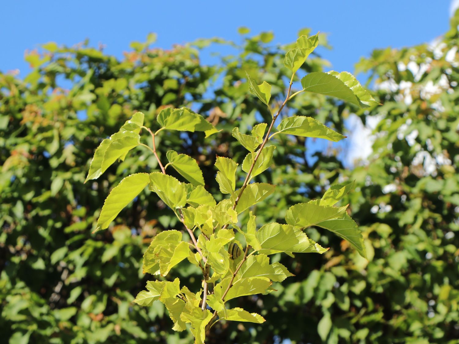 Schwarze Maulbeere - Morus nigra