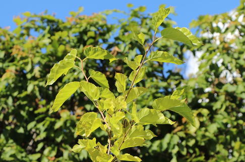 Schwarze Maulbeere - Morus nigra