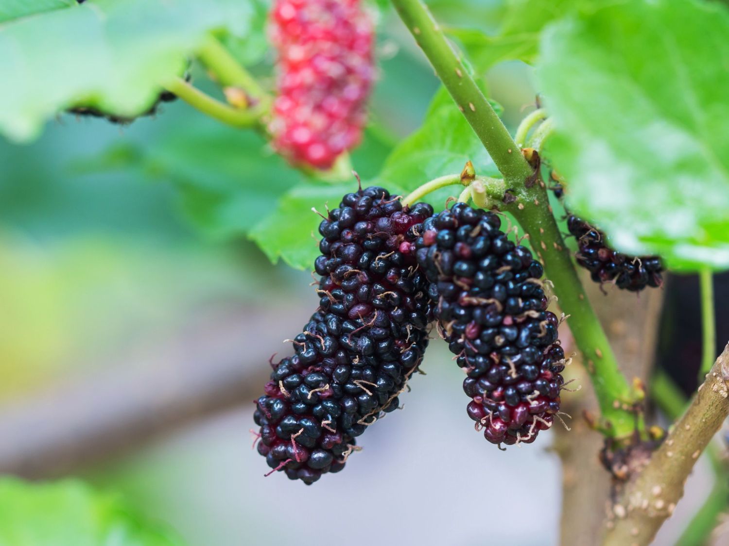 Schwarze Maulbeere 'Repsime' - Morus nigra 'Repsime'