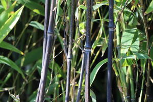 Schwarzer Bambus