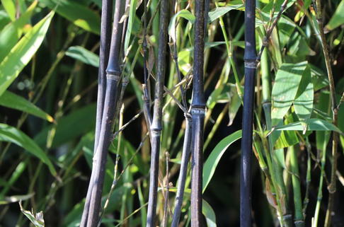 Schwarzer Bambus - Phyllostachys nigra