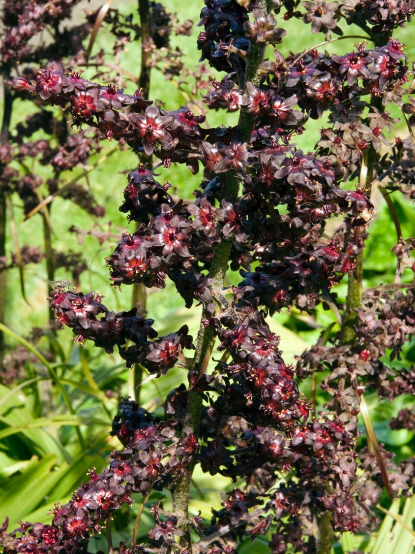 Schwarzer Germer - Veratrum nigrum