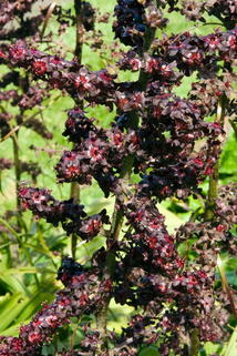 Schwarzer Germer - Veratrum nigrum