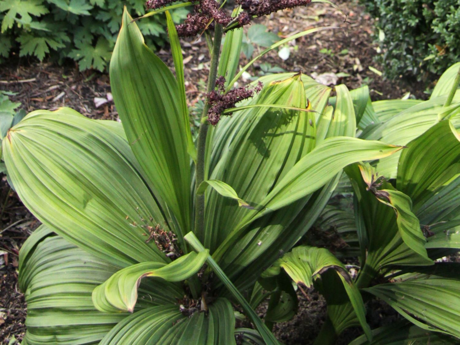 Germergewächse (Melanthiaceae)