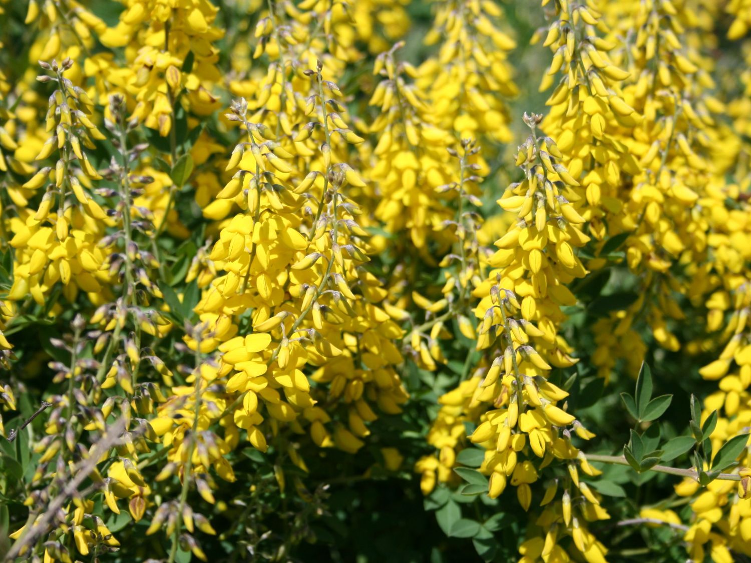 Schwarzer Ginster 'Cyni'