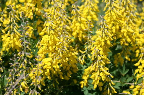 Schwarzer Ginster 'Cyni' - Cytisus nigricans 'Cyni'