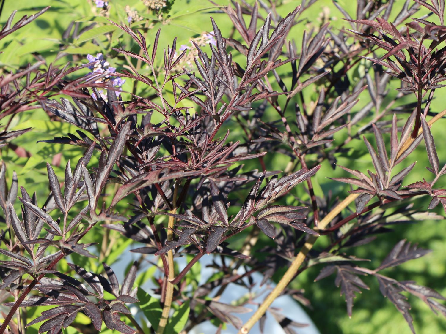 Schwarzer Holunder 'Cherry Lace'