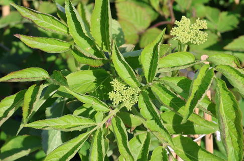 Schwarzer Holunder 'Korsor' - Sambucus nigra 'Korsor'