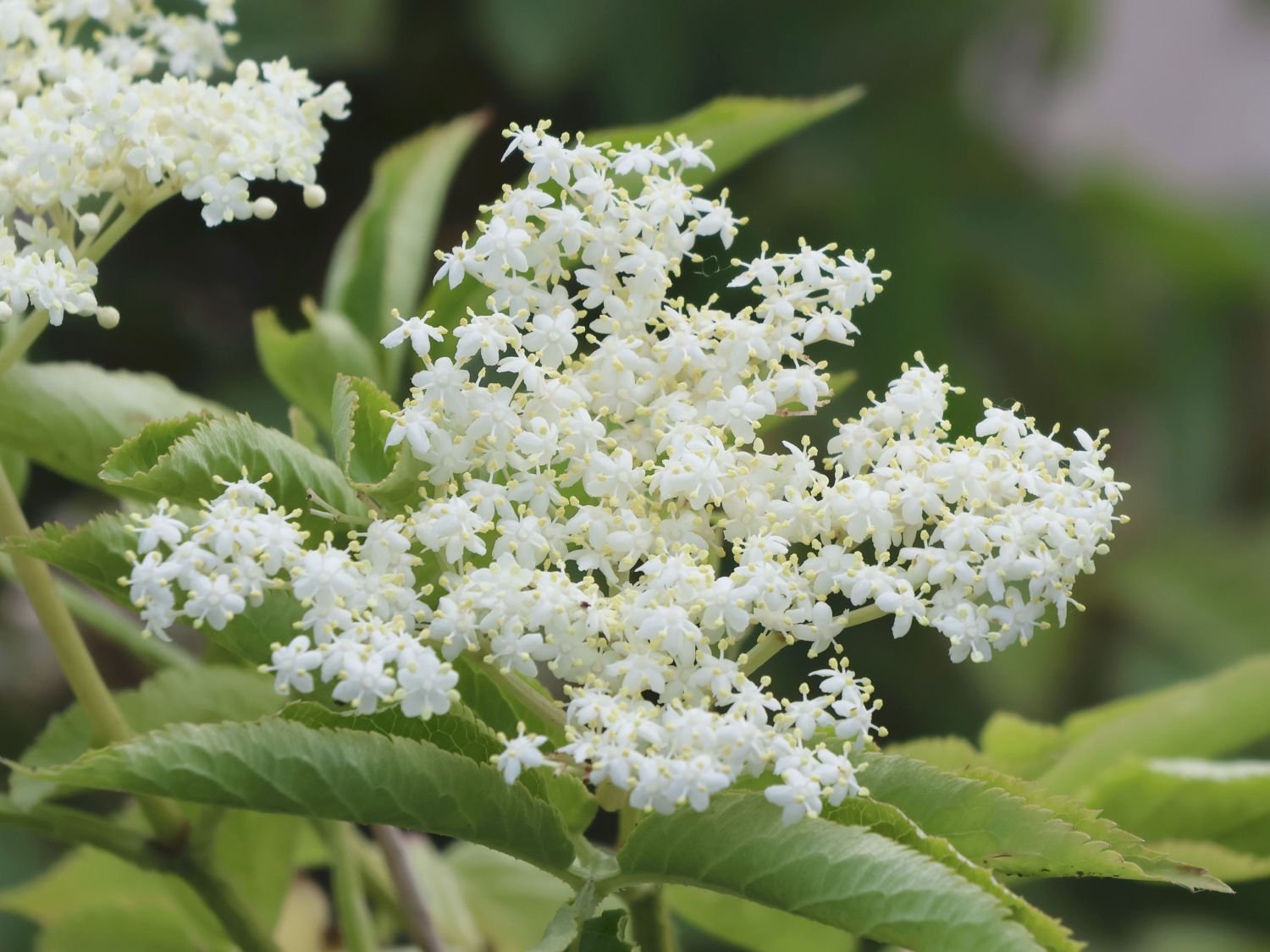 Schwarzer Holunder 'Korsor' - Sambucus nigra 'Korsor'