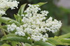 Schwarzer Holunder 'Korsor' - Sambucus nigra 'Korsor'