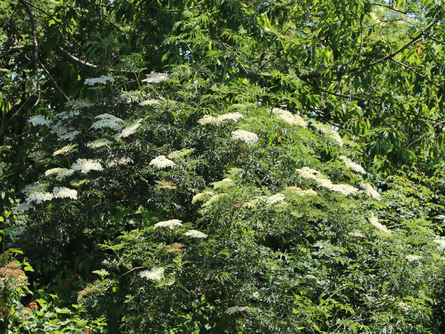 Schwarzer Holunder 'Laciniata' - Sambucus nigra 'Laciniata ...