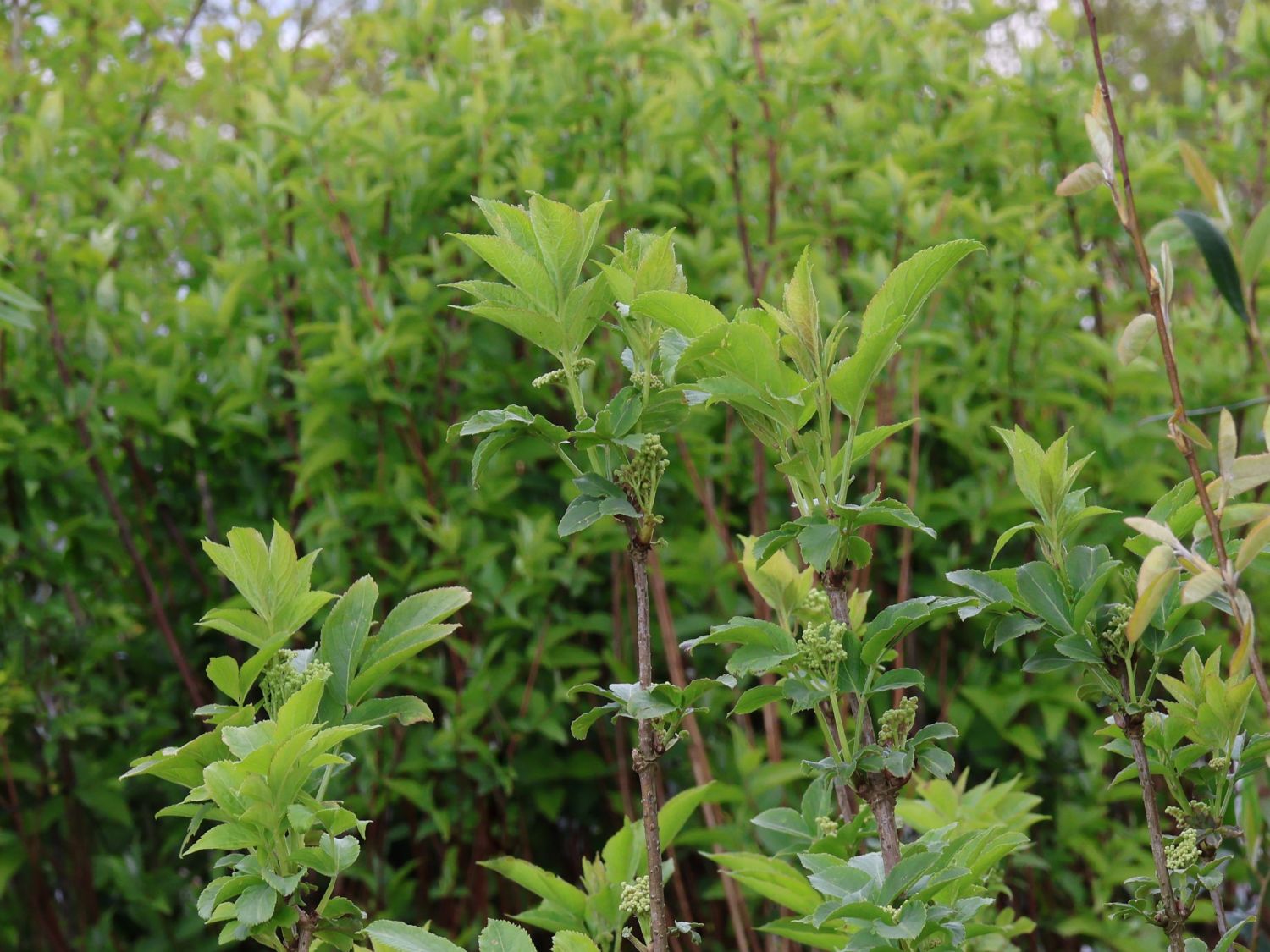 Schwarzer Holunder 'Obelisk'