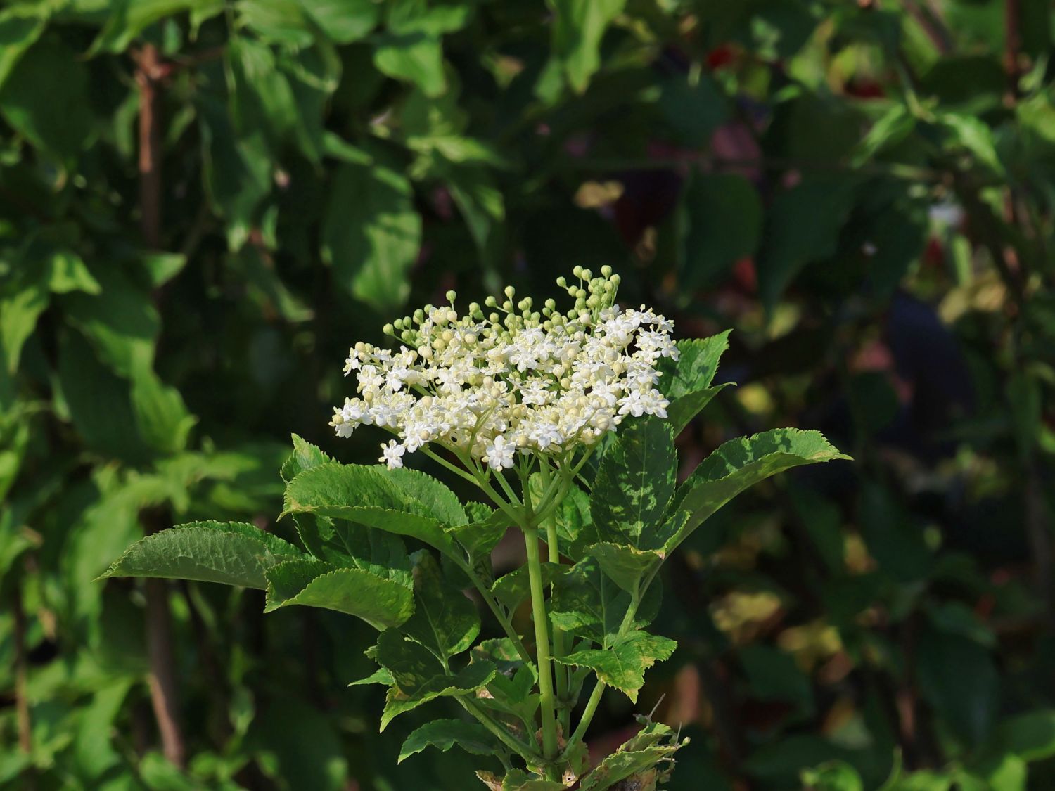 Schwarzer Holunder 'Obelisk' - Sambucus nigra 'Obelisk'