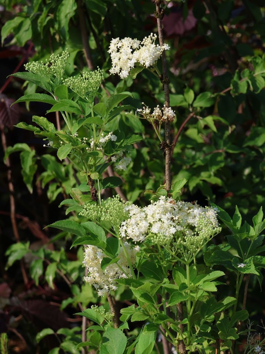 Schwarzer Holunder 'Obelisk' - Sambucus nigra 'Obelisk'
