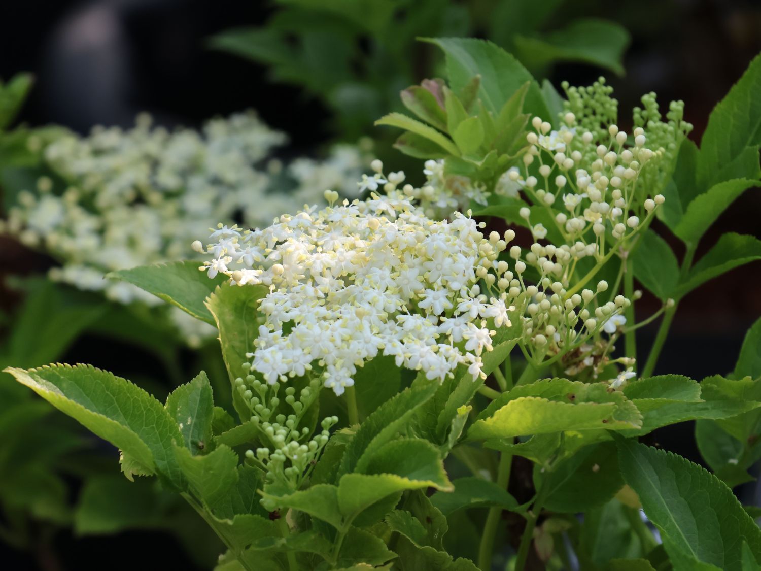 Schwarzer Holunder 'Obelisk' - Sambucus nigra 'Obelisk'