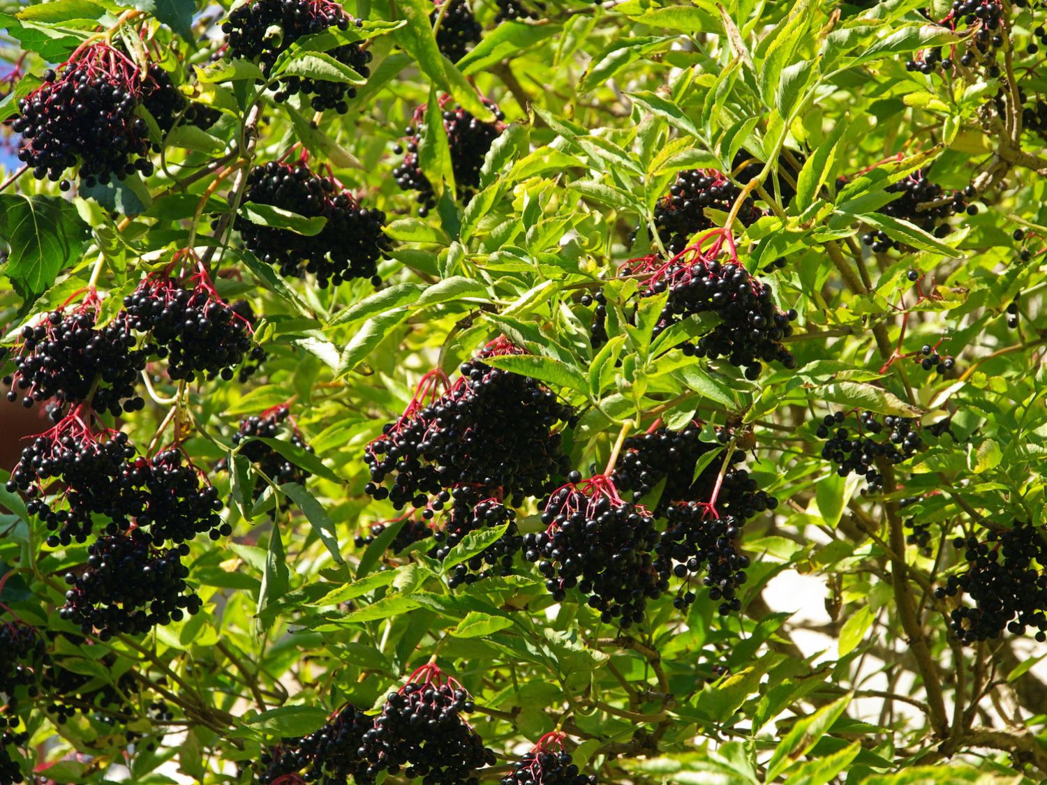 Moschuskrautgewächse (Adoxaceae)