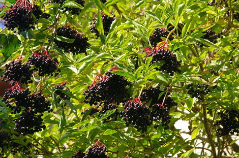 Schwarzer Holunder 'Sampo' - Sambucus nigra 'Sampo'