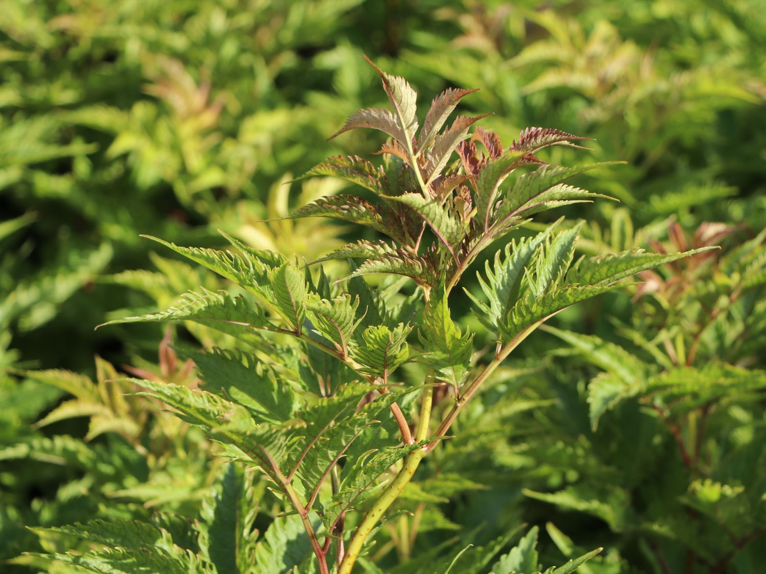 Schwarzer Holunder 'Serenade' / 'Jonade' - Sambucus nigra 'Serenade' / 'Jonade'