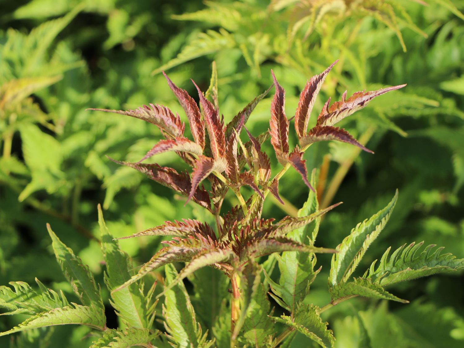 Schwarzer Holunder 'Serenade' / 'Jonade' - Sambucus nigra 'Serenade' / 'Jonade'