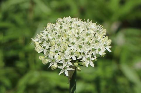 Schwarzer Lauch - Allium nigrum