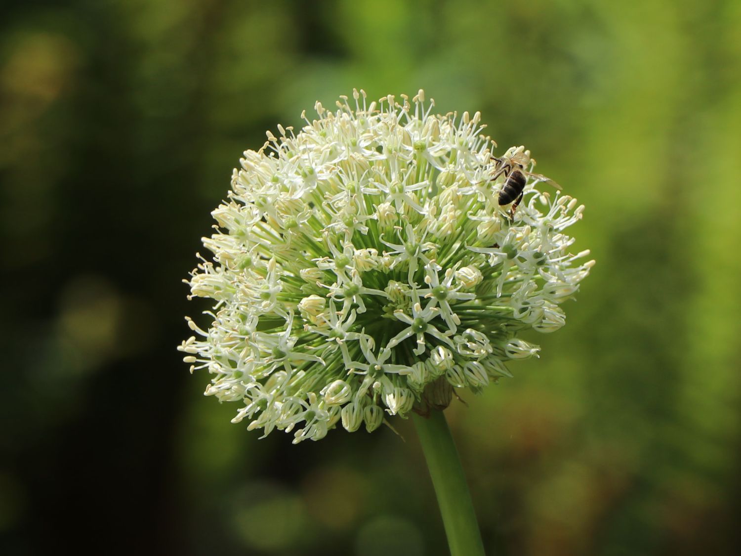 Schwarzer Lauch - Allium nigrum