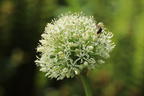 Schwarzer Lauch - Allium nigrum