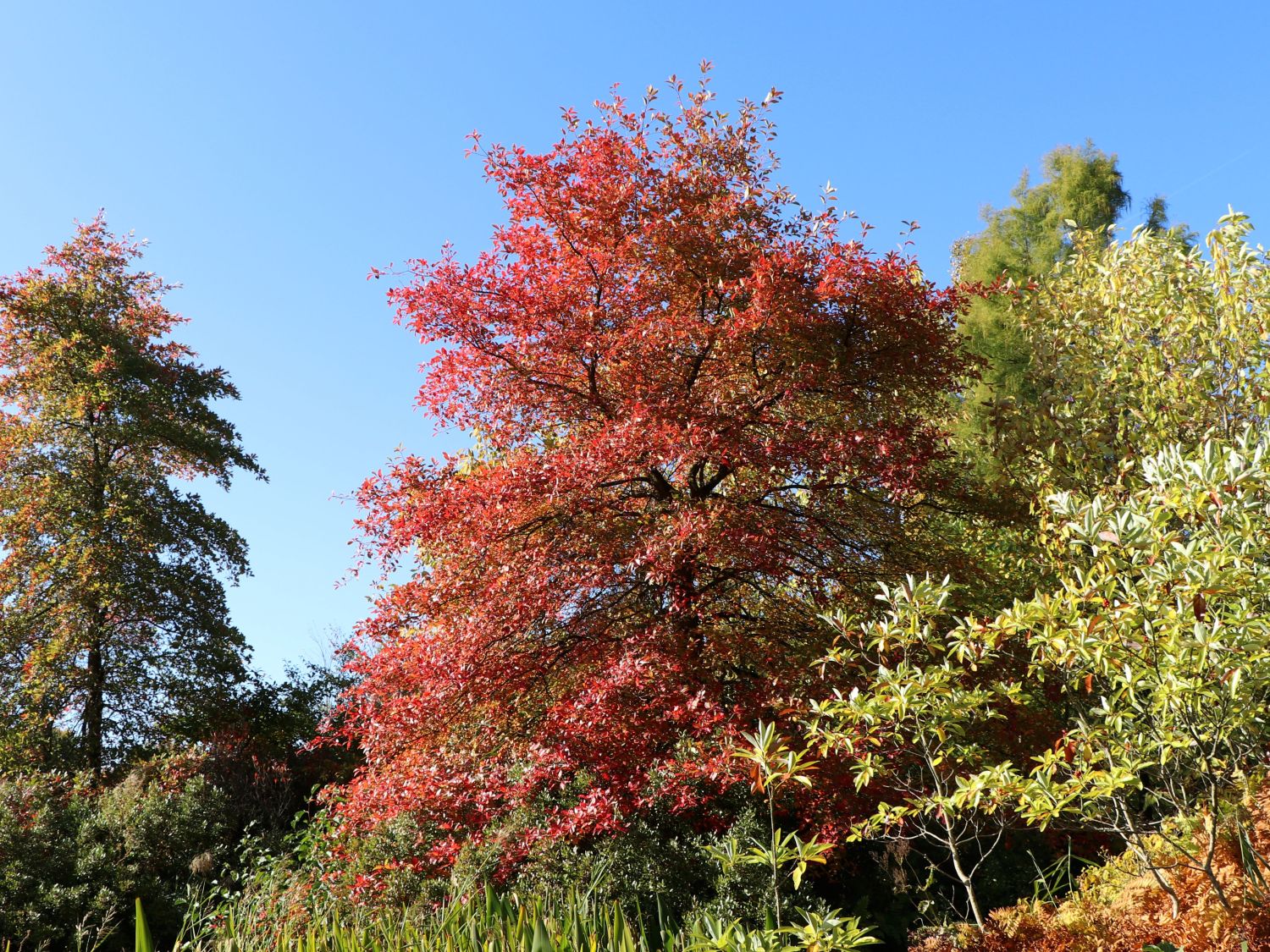 Schwarzer Tupelobaum / Wald-Tupelobaum 'Wildfire' - Nyssa sylvatica 'Wildfire'