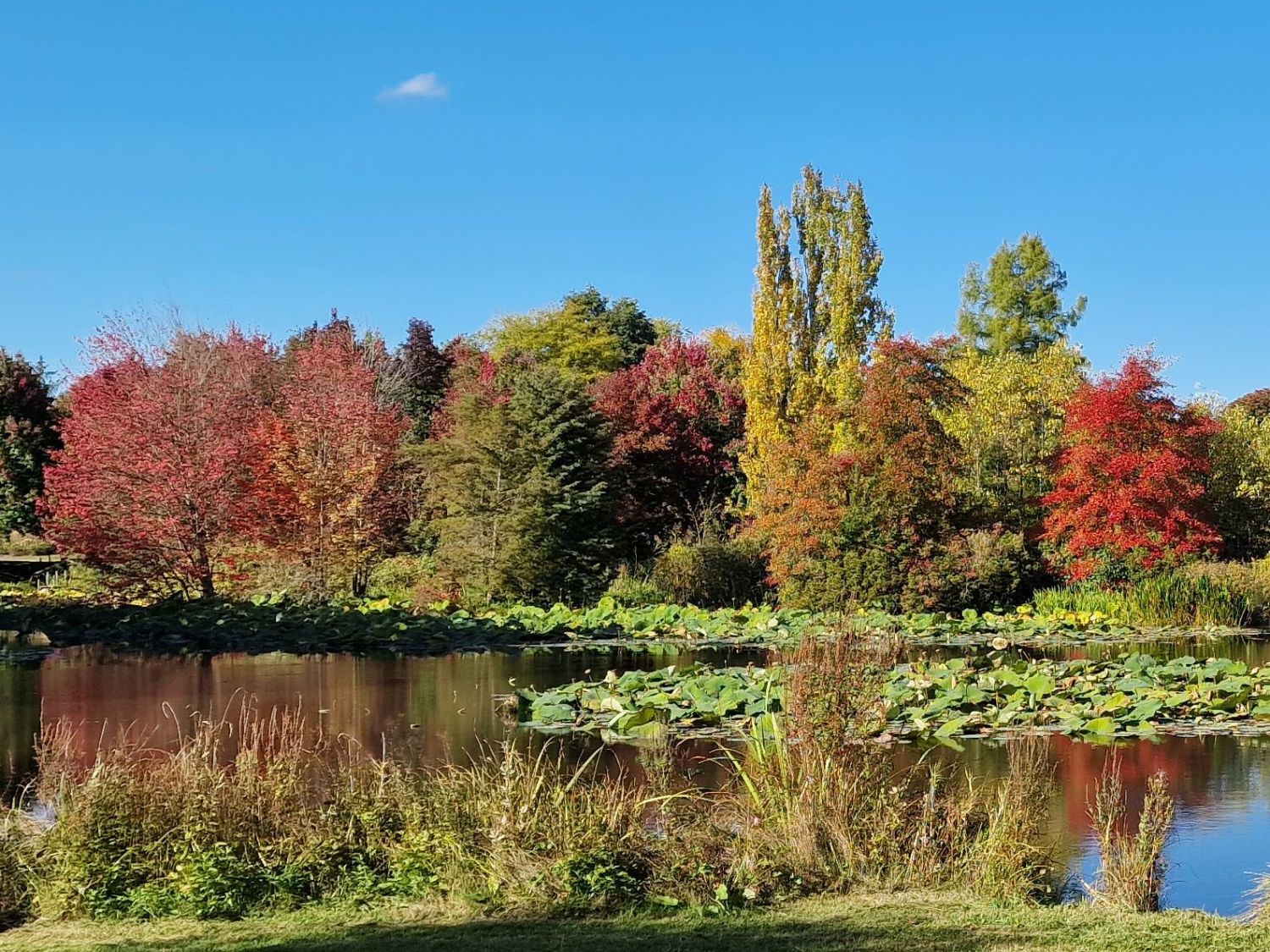 Tupelogewächse (Nyssaceae)