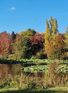 Tupelogewächse (Nyssaceae)