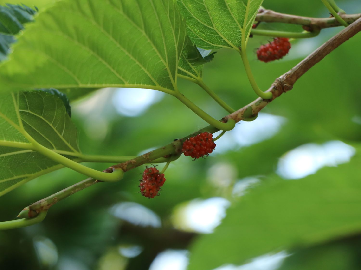 Maulbeere 'Collier' - Morus x 'Collier'