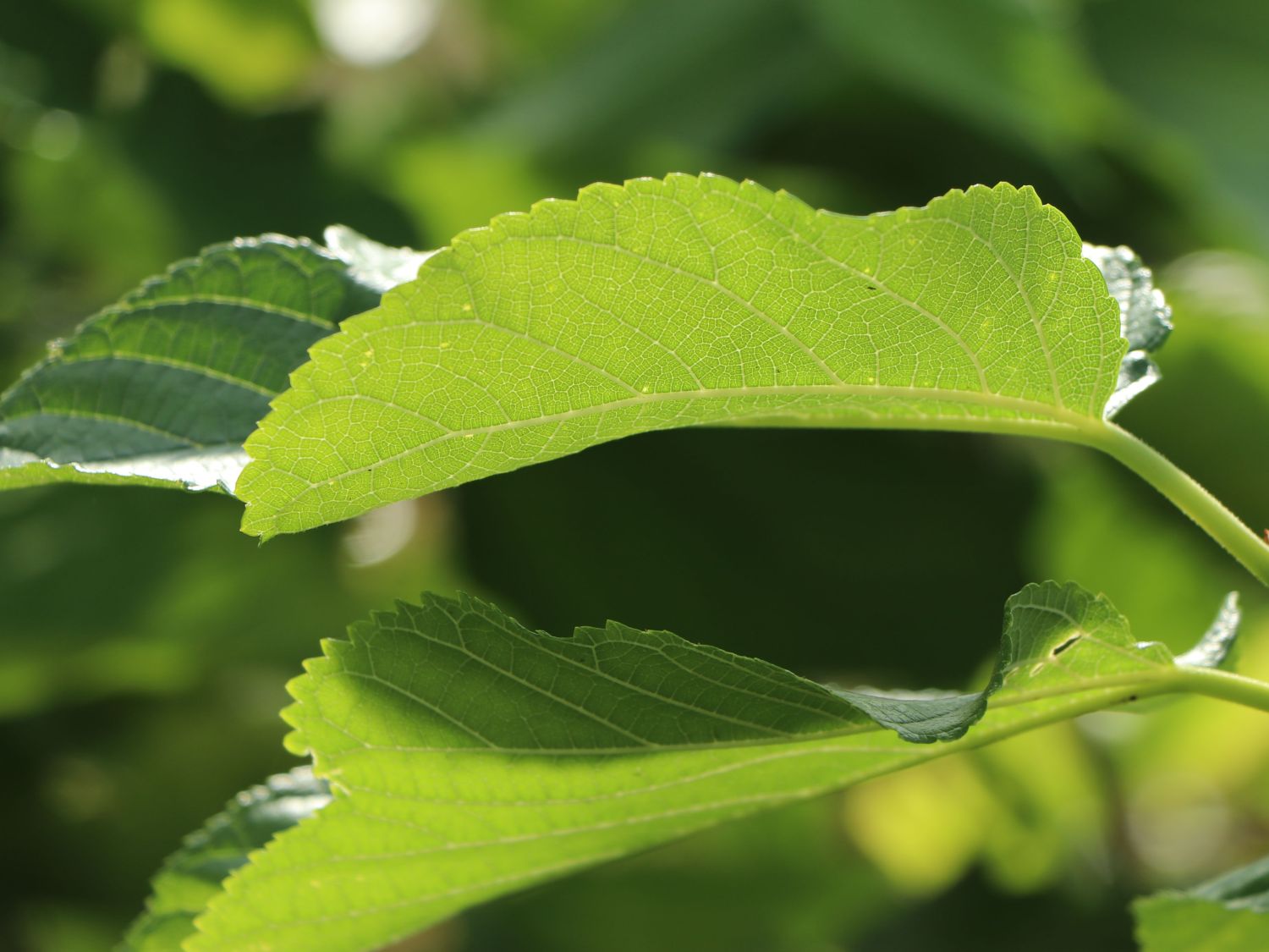 Maulbeere 'Wellington Mulberry' - Morus x 'Wellington Mulberry'