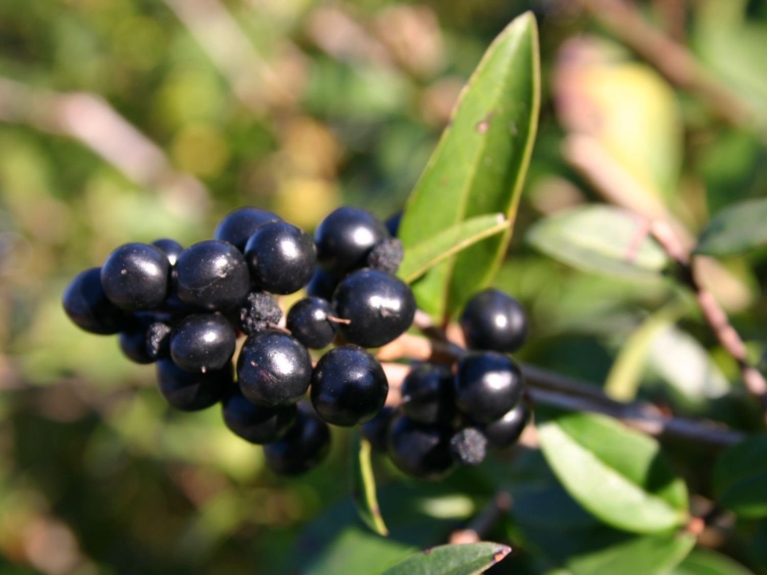 Schwarzgrüner Liguster 'Atrovirens' - Ligustrum vulgare 'Atrovirens'