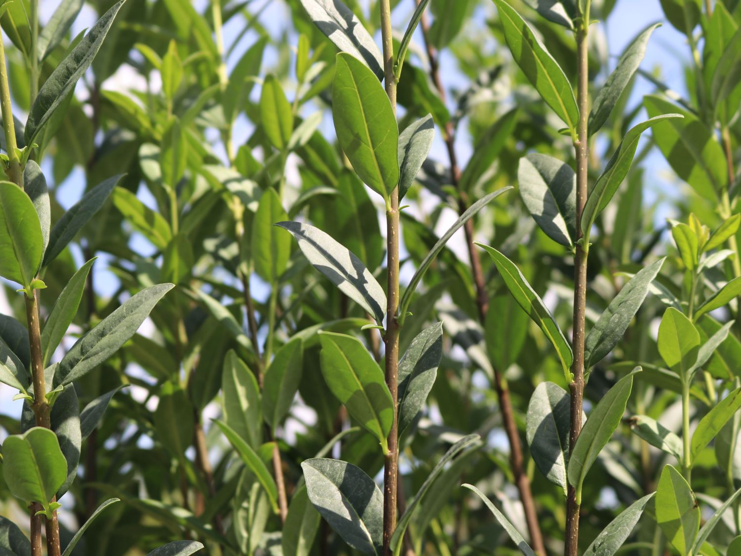 Schwarzgrüner Liguster 'Atrovirens' - Ligustrum vulgare 'Atrovirens'