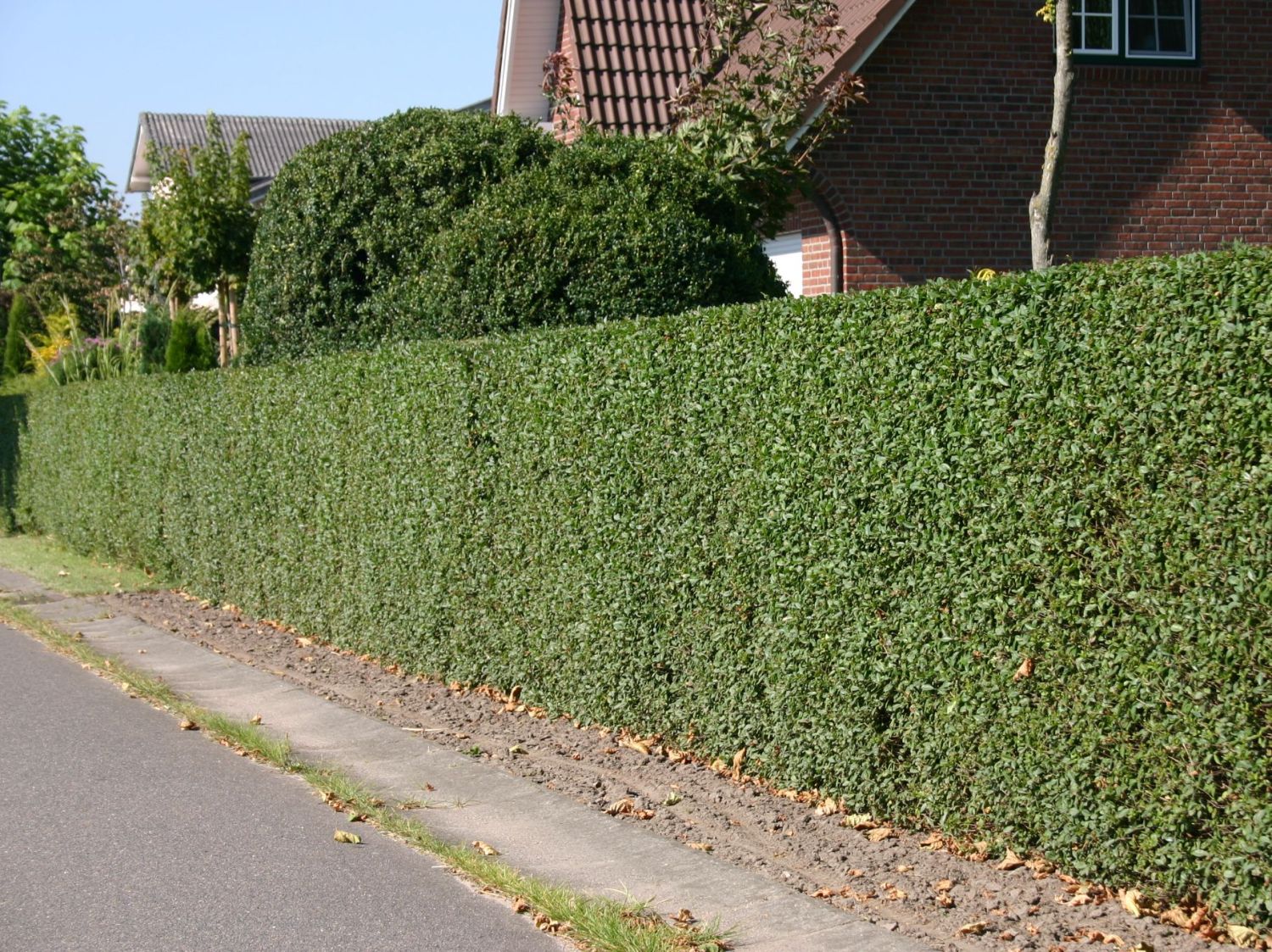 Schwarzgrüner Liguster 'Atrovirens' - Ligustrum vulgare 'Atrovirens'