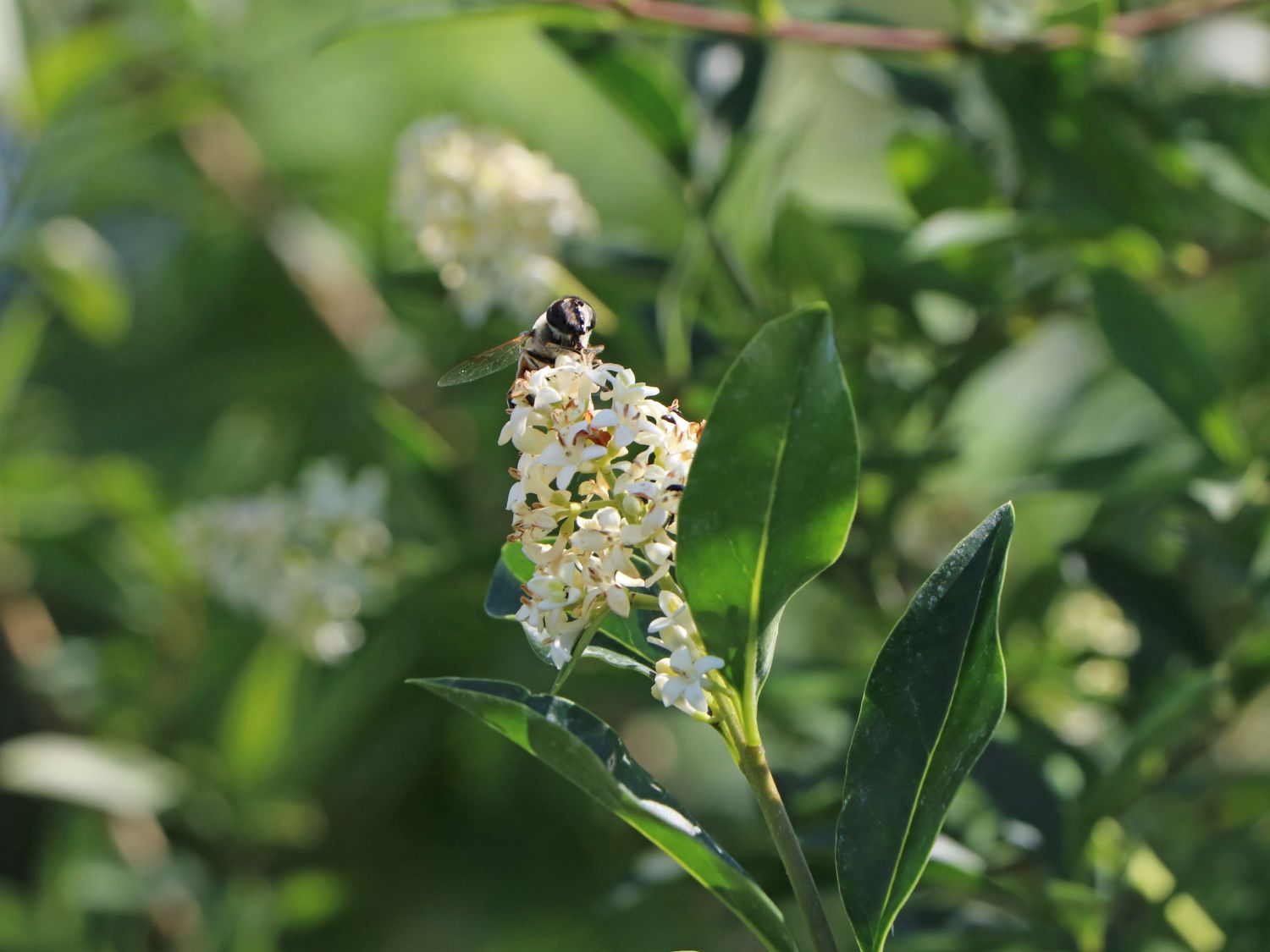 Schwarzgrüner Liguster 'Atrovirens' - Ligustrum vulgare 'Atrovirens'