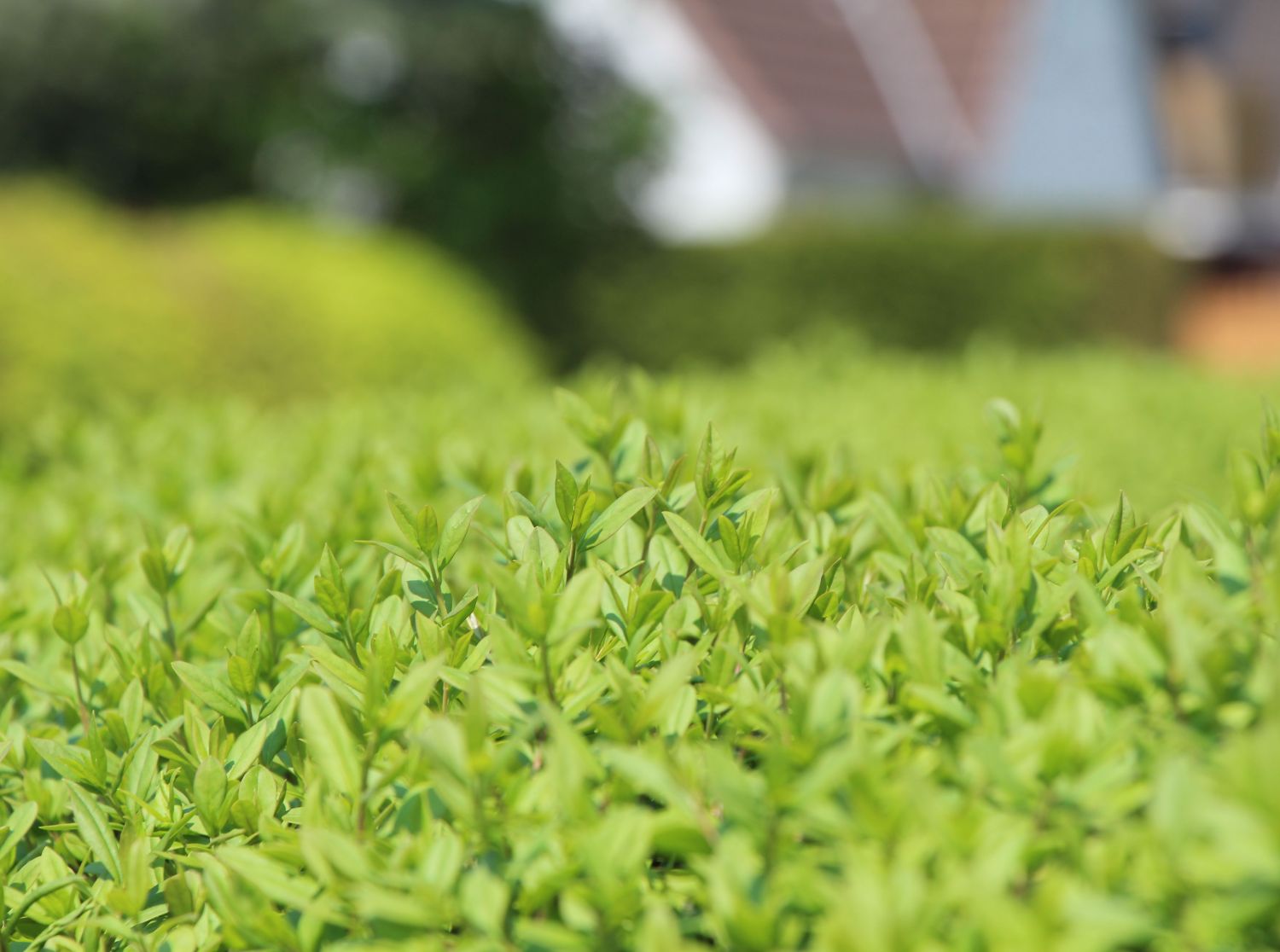 Schwarzgrüner Liguster 'Atrovirens' - Ligustrum vulgare 'Atrovirens'